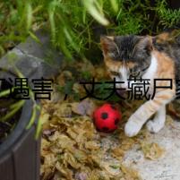 網(wǎng)紅遇害，丈夫藏尸家中