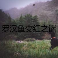 羅漢魚變紅之謎