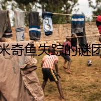 米奇魚失蹤的謎團