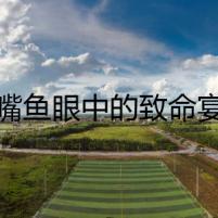 翹嘴魚眼中的致命宴席