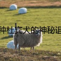 純種杜賓犬的神秘詛咒