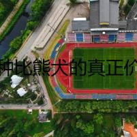 純種比熊犬的真正價值