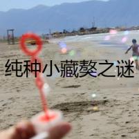 純種小藏獒之謎