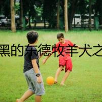 純黑的東德牧羊犬之夜