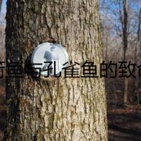 紅箭魚與孔雀魚的致命邂逅