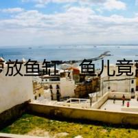 綠蘿放魚缸，魚兒竟離奇死亡的背后