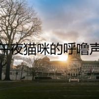 午夜貓咪的呼嚕聲