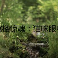公寓樓驚魂：貓咪眼中的秘密