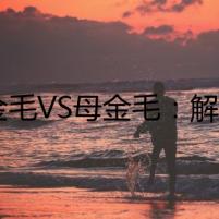 公金毛VS母金毛：解開背后的秘密