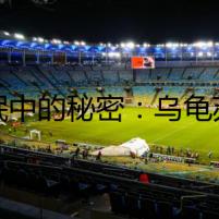 冬眠中的秘密：烏龜蘇醒后的異樣
