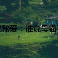 喵之秘愛(ài)：誰(shuí)說(shuō)母貓不會(huì)愛(ài)上公貓