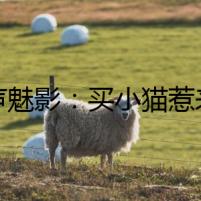 喵聲魅影：買小貓惹來的離奇事件