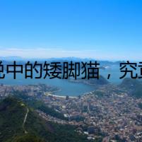 傳說中的矮腳貓，究竟藏著什么秘密？