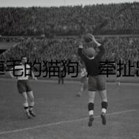 不掉毛的貓狗，牽扯出驚天秘密