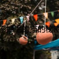 不掉毛的貓的秘密