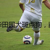 中華田園犬斑點狗，藏匿在暗處的秘密