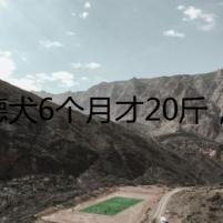 東德犬6個月才20斤，是良犬還是妖魔？