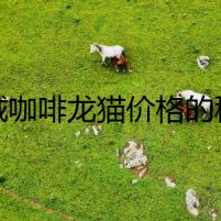 絲絨咖啡龍貓價(jià)格的秘密