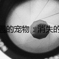 樂園的寵物：消失的貓