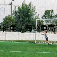義烏神龜，揭秘龜殼下的驚人秘密