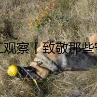 之江觀察丨致敬那些守護“家”的白衣天使