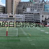 烏龜?shù)陌咨研渭S便之謎
