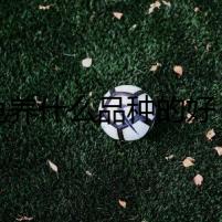 烏龜養(yǎng)什么品種的好？專家的話語揭開了一場陰謀。