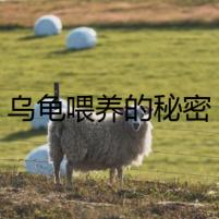 烏龜喂養(yǎng)的秘密