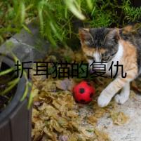 折耳貓的復(fù)仇