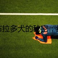 拉布拉多犬的秘密：純種幼犬的背后