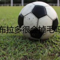 拉布拉多很會(huì)掉毛嗎？