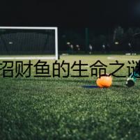 招財(cái)魚的生命之謎
