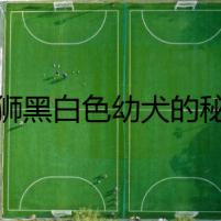 松獅黑白色幼犬的秘密