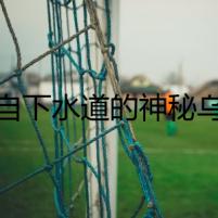 來自下水道的神秘烏龜