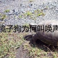 擦鏡子狗為何叫喚聲聲