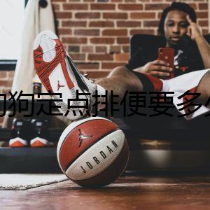 教狗狗定點排便要多少錢的謎團