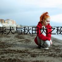 柴犬與秋田犬之秘