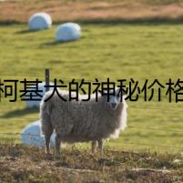 柯基犬的神秘價格