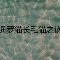 暹羅貓長毛貓之謎