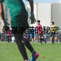 曼基康貓的秘密