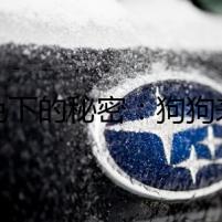 月色下的秘密：狗狗來月經的玄機