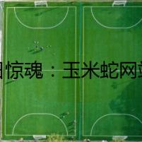 末日驚魂：玉米蛇網站的恐怖之旅