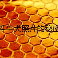 斗牛犬照片的秘密