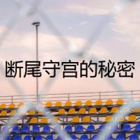 斷尾守宮的秘密