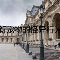 新寵物的怪異行為
