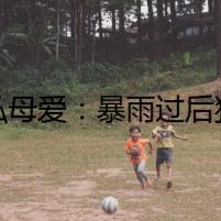 無私母愛：暴雨過后狗媽媽叼著幼崽求助 當事人：當時積水40厘米??！