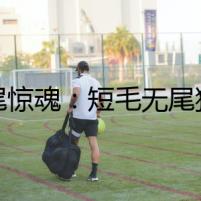 無(wú)尾驚魂：短毛無(wú)尾狗之謎