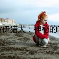格雷伊獵犬：神秘的咆哮