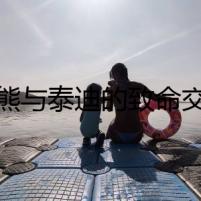 比熊與泰迪的致命交易