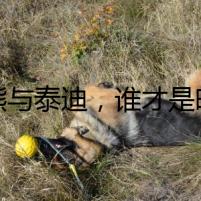 比熊與泰迪，誰才是暗中兇手？